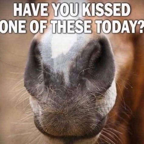 Funny Horse Quotes Hilarious, Horse Puns, Funny Animal Humor, Funny Horse Quotes, Horse Sayings, Horse Quotes Funny, Horse Humor, Humor Animal, Horse Jokes