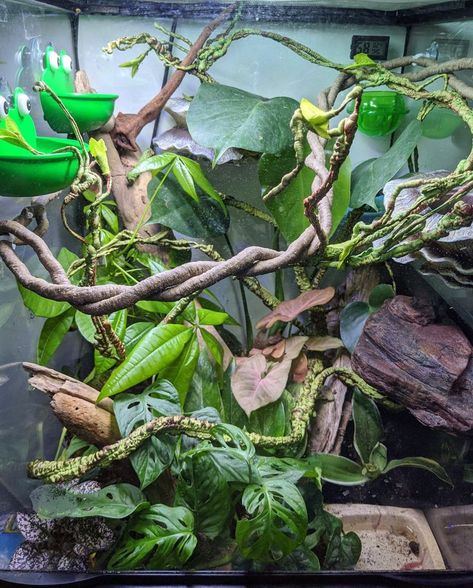 Green Tree Frog Enclosure, Tree Frog Tank Setup, Milk Frog Terrarium, Whites Tree Frog Terrarium Ideas, Dumpy Frog Terrarium, Amazon Milk Frog Terrarium, Green Tree Frog Terrarium, Whites Tree Frog Enclosure, Frog Aquarium Ideas