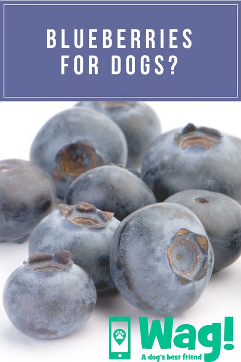 Blueberry Facial For Dogs, Dog Treats Homemade Blueberries, Blueberry Dog Treats Homemade, Blueberry Benefits, Can Dogs Eat Blueberries, Can My Dog Eat That?, Puppy Funny, Dog Wellness, Can Dogs Eat