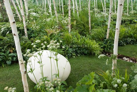 Betula birch trees in white spring garden with egglike white ornament, Astrantia in conceptual garden by Ivan Tucker, planting under trees, Asarum, lawn grass Planting Under Trees, Birch Trees Garden, Plant Pairings, Circular Garden, Driveway Entrance Landscaping, Birch Trees Landscaping, Birch Grove, Plants Under Trees, White Birch Trees