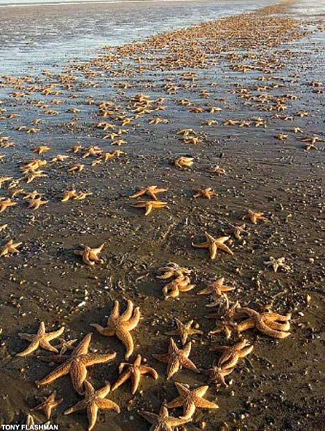 A Constellation of Starfish: Starmageddon, as thousands of starfish washed up onto the coastline in Kent, England in March, 2008. Massive starfish 'wrecks' are not uncommon in England but not of this magnitude. Experts believe the cause may be due to intensive fishing for mussels and subsequent depletion of starfish food supply. Starfish Story, Breaking Waves, Maine Vacation, The Sun Rises, Sun Rises, Bora Bora, Beach Vibes, The Boy, Ocean Life