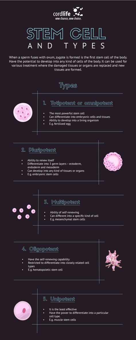 Stem cells and types | Infographics Stem Cell Notes, Stem Cells Poster, Stem Cells Notes, Cell Biology Notes, Microbiology Notes, Biology Diagrams, Cell Theory, Biology Revision, Medical Textbooks