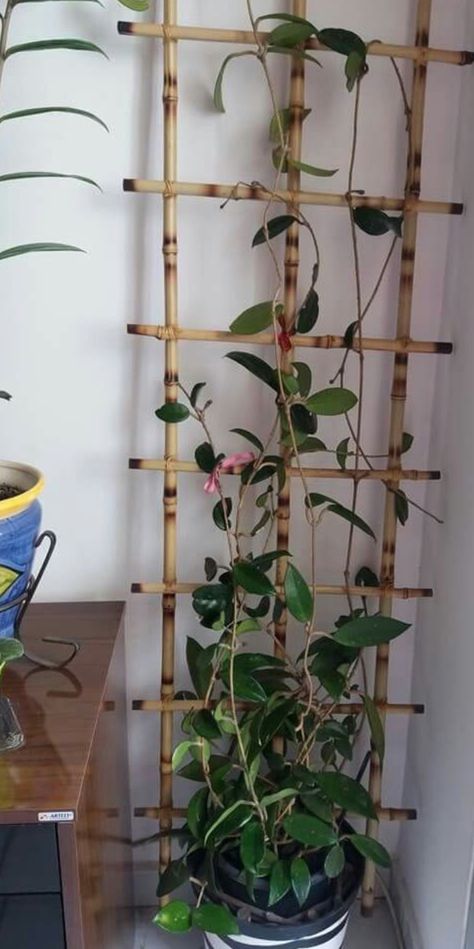 Bamboo Trellis Indoor Plant, Enrredaderas Ideas, Hoya Trellis Ideas, Plant Pot Arrangements, Types Of Hanging Plants, Cinder Block Ideas, Pot Arrangements, Indoor Plant Trellis, Garden Wall Designs