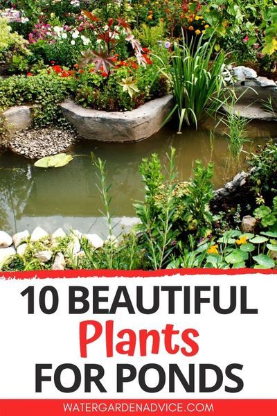 Plants For Ponds, Small Fish Pond, Fish Ponds Backyard, Plant Business, Small Water Gardens, Water Garden Plants, Beautiful Pond, Backyard Ponds, Bog Plants