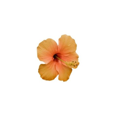 Tropical Carrd Png, Tropical Png Aesthetic, Summer Carrd Png, Gyaru Png Icons, Orange Carrd Png, Summer Icons Png, Summer Png Icons, Orange Png Icon, Orange Icons Aesthetic