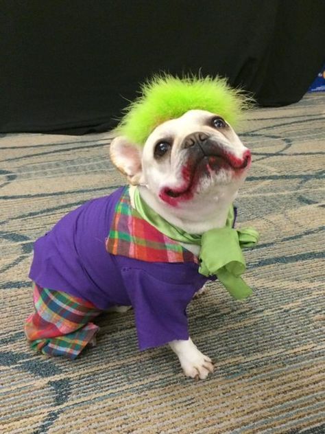 My sister's French Bulldog as the Joker, he wins first place at the local pet costume contest. Goofy Expressions, Cute Dog Halloween Costumes, Best Dog Halloween Costumes, Cute Dog Costumes, Pet Halloween Costumes, Animal Costumes, Dog Halloween Costumes, Dog Costumes, Dog Costume