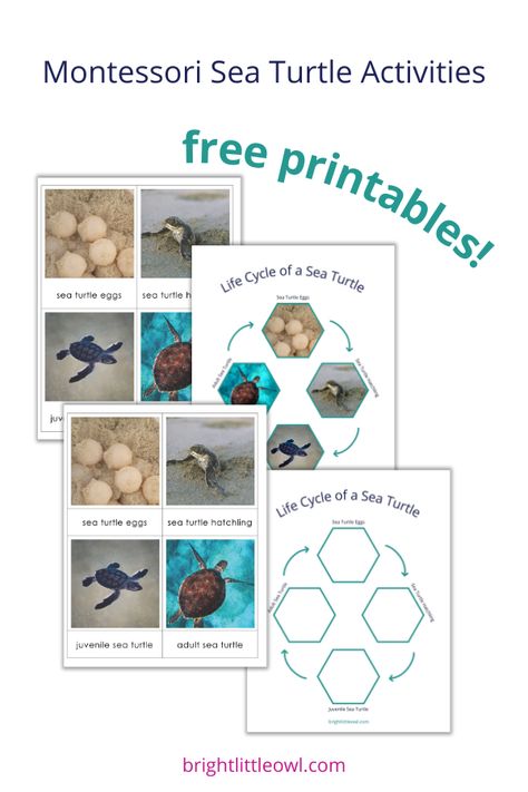 sea turtle activities, Montessori, language, printables, three-part cards, life cycle of a sea turtle, preschooler, homeschooling, science Sea Turtle Activities, Sea Turtle Craft, Sea Turtle Life Cycle, Early Education Activities, Turtle Life Cycle, Turtle Activities, World Turtle Day, Turtle Day, Preschool Stem