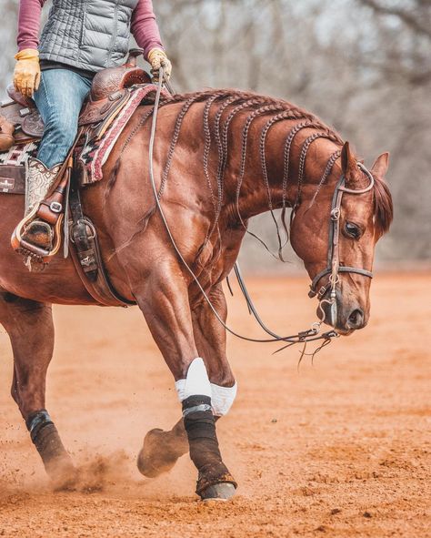 Reined Cow Horse, Reining Horse Aesthetic, Reining Horses Photography, Horse Riding Photography, Western Horse Riding, Best Guy, Guy Code, Inspirational Horse Quotes, Beautiful Horses Photography