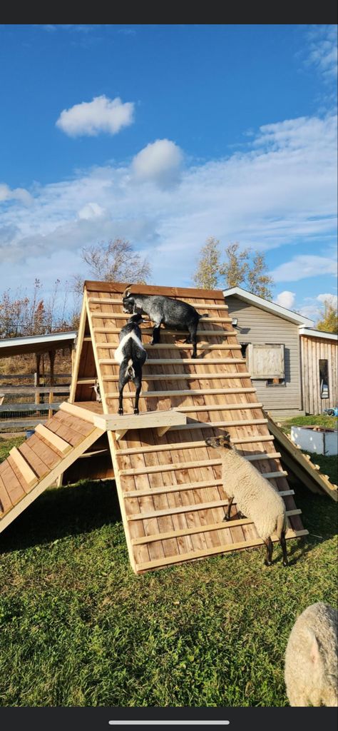 Animal Sheds Ideas, Diy Outdoor Animal Shelter, Goat Sleeping Area, Playground For Goats, Goat Playground Ideas Diy Pallets, Goat Corral Ideas, Pallet Goat Playground, Modern Goat House, Goat Tree House