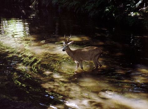 A Deer, Life Is Strange, Summer Dream, In The Forest, The Forest, Pretty Pictures, In The Middle, Mother Nature, Mammals