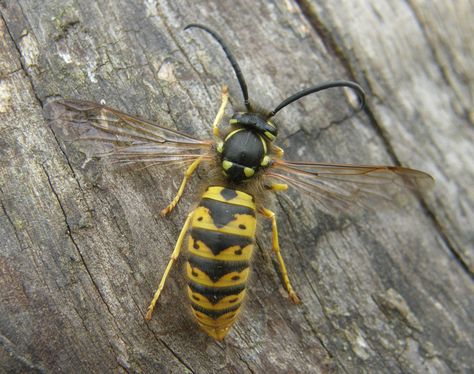 Vespula germanica Yellow Jacket Wasp, Marvel Infinity Stones, Bird Eye View, Next Avengers, Janet Van Dyne, Marvel Hawkeye, Van Dyne, Marvel Infinity, Antman And The Wasp