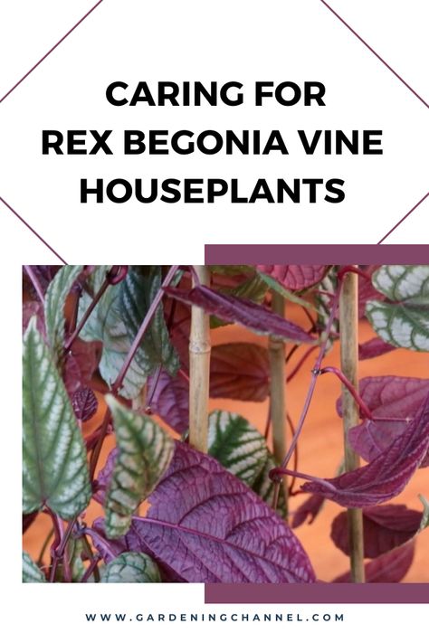 https://www.gardeningchannel.com/caring-for-rex-begonia-vine-cissus-discolor/ Indoor Vines, Rex Begonia, Grape Plant, Gardening Guide, Safety Precautions, Growing Plants Indoors, Indoor Gardening, Growing Plants, Indoor Garden