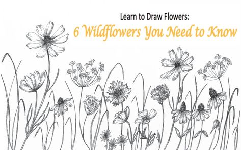 How To Draw Wildflowers, Learn To Draw Flowers, Shapes Lessons, Flower Step By Step, Botanical Line Drawing, Draw Flowers, Illustration Techniques, Shading Techniques, Infographic Design Inspiration