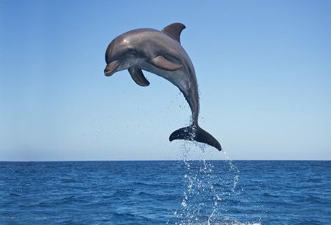 Bottle Nosed Dolphin Jumping Photograph by Mike Hill Jumping Dolphin, Dolphin Images, Dolphin Photos, Dolphin Painting, Dolphin Art, Bottlenose Dolphin, Killer Whales, Ocean Animals, Animals Of The World