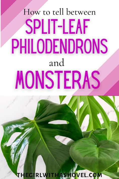 Monstera Home Decor, Split Leaf Philodendron Vs Monstera, Split Leaf Philodendron Care, Split Leaf Philodendron, Monstera Plant Care, Philodendron Care, Houseplants Decor, Low Light House Plants, Easy Indoor Plants