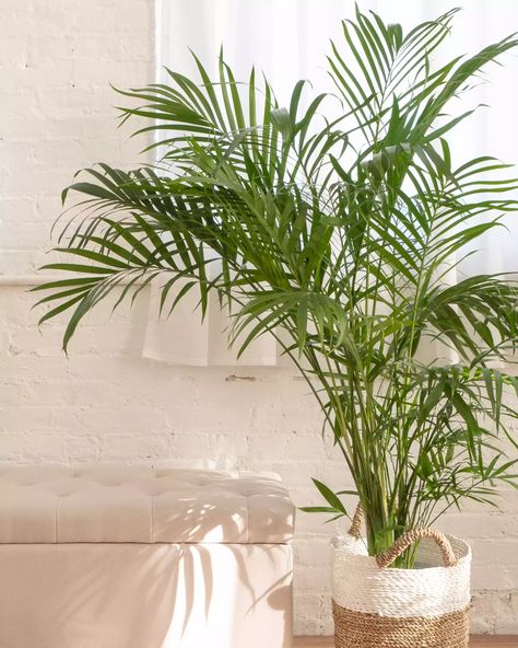 Types of Indoor Palm Plants to Grow  Areca Palm or Bamboo Palm Indoor Palm Plants, Palm House Plants, Best Air Purifying Plants, Common House Plants, Indoor Palms, Plants Uk, Parlor Palm, Areca Palm, Palm Plant