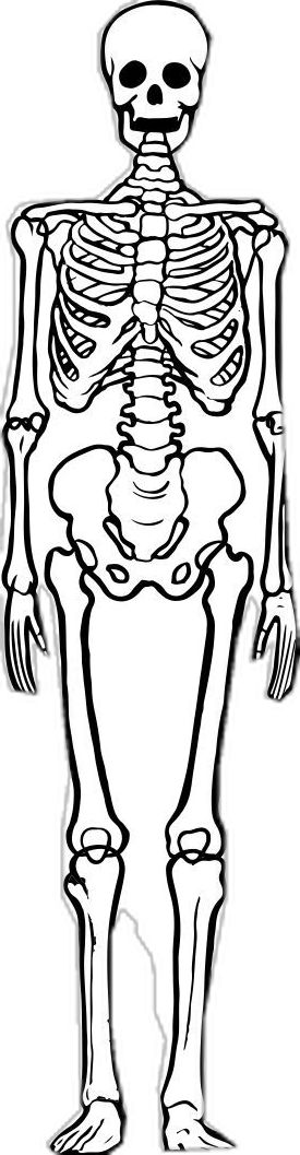 Outline For Project, Printable Skeleton Template, Skeleton Outline, Big Skeleton, Skeleton Template, Skeleton Printable, We Need, Skeleton