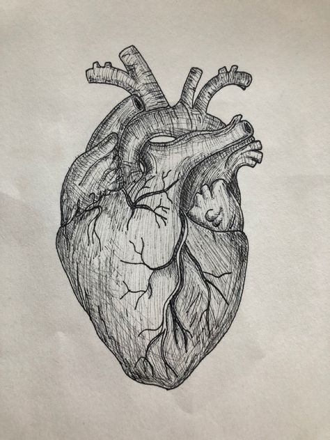 Realistic Heart Sketch, Pen Heart Drawing, Heart Organ Drawing Simple, Anatomical Heart Sketch Simple, Human Heart Sketch Aesthetic, Body Sketches, Heart Sketch, Heart Drawing, Anatomical Heart