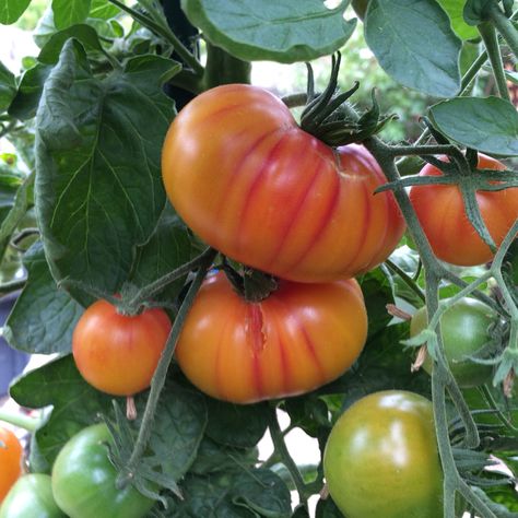 ''Hillbilly' heirloom tomatoes ripening at our #petalumademogarden. Delicious tomatoes with orange flesh with red streaks, almost like a peach. See http://www.grow-it-organically.com/growing-tomatoes.html for tips on growing tomatoes organically. Hydroponic Tomatoes, Tomato Pruning, Tomato Varieties, Tips For Growing Tomatoes, Growing Organic Tomatoes, Growing Tomato Plants, Growing Organic Vegetables, Types Of Tomatoes, Tomato Farming