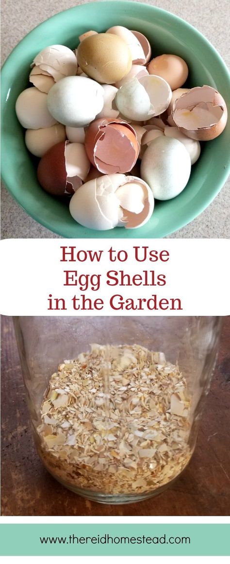 How To Use Egg Shells In The Garden, How To Fertilize Garden, Garden Netting Ideas, Eggshells In Garden, Egg Shells In The Garden, Eggshell Fertilizer, Garden Homestead, Garden Ideas Diy Cheap, Compost Container