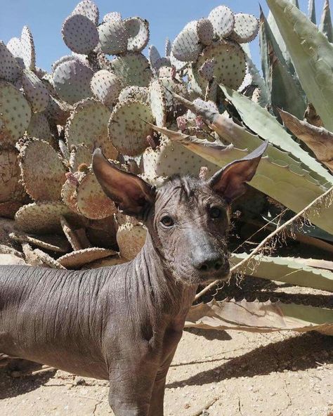 Coco Aesthetic, Ancient Mexico, Chicano Love, Latino Art, Hairless Dog, Mexican Culture Art, Aztec Art, Blue Mountains, Ap Art