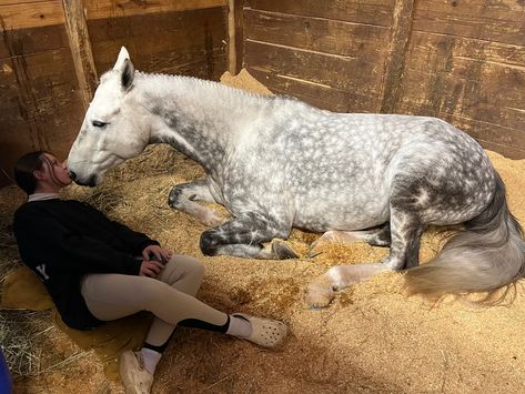 Blond Horse, Bonding With Horse, Horse Bonding, Dapple Horse, Dapple Grey Horse Aesthetic, Horses Aesthetics, Reining Horse Aesthetic, Countryside Horse Aesthetic, Horsey Life