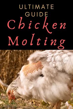 Caring for chickens can take an entire new meaning when you see your experience your first chickens molting. A chicken molt is a normal phase for your backyard chickens, but how long does the molt last? Is there anything you can do to care for your chickens while they molt? This ultimate guide to chicken molting will answer all of those questions, and more! Chicken Molting, Caring For Chickens, Chook House, Molting Chickens, Animal Farming, Chicken Facts, Chicken Care, Raising Ducks, Backyard Chicken Coop Plans