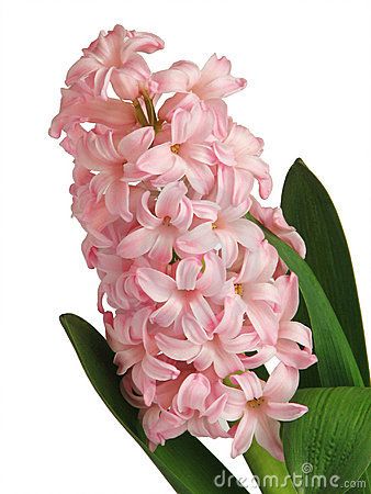 Pink Hyacinth, Light Pink Flowers, Flowers And Leaves, Pink Flowers, White Background, Light Pink, Royalty Free Stock Photos, Stock Images, Fragrance