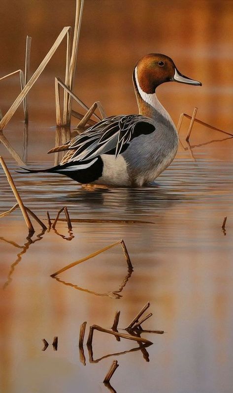 Duck Photography, Waterfowl Art, Duck Species, Duck Illustration, Duck Pictures, Duck Photo, Wild Animals Pictures, Most Beautiful Birds, Bird Hunting