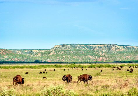 Caprock Canyons State Park — home of the Texas State Bison Herd - Great Plains Restoration Council Caprock Canyon State Park, Conservation Biology, Texas Parks, Texas City, Southwest Desert, Great Plains, Texas State, Park Homes, Descendants