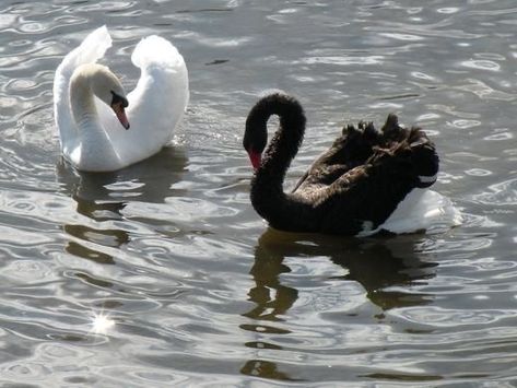 The School For Good And Evil, School For Good And Evil, Swan Queen, White Swan, Good And Evil, Swan Lake, Intj, Black Swan, Black & White