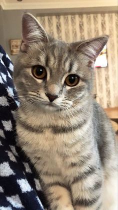 Grey Tabby Kittens, Grey Tabby, Beautiful Cats Pictures, Dream's Cat, Cute Cats Photos, Cute Animals Images, Pretty Cats, Tabby Cat