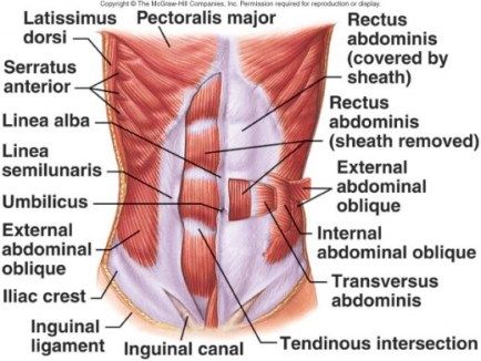 Muscles Of The Abdomen, Trunk Muscles Anatomy, Abdomen Muscles Anatomy, Trunk Anatomy, Massage Anatomy, Science Skeleton, Muscle Chart, Physical Therapy Quotes, Learning Anatomy