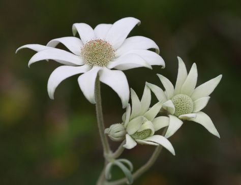 Flannel Flower Painting, Australia National Flower, Australian National Flower, Australian Flannel Flowers, Native Tennessee Flowers, Flannel Flower, Flower Close Up, Australian Native Flowers, Australian Plants