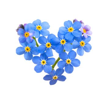 7 A’s of Dementia: What They Are and How You Can Help | thememoryunit Forget Me Not Tattoo, Blue Tattoo, Plant Tattoo, Forget Me Nots, Trendy Flowers, Plant Drawing, Trendy Tattoos, Single Flower, Little Flowers