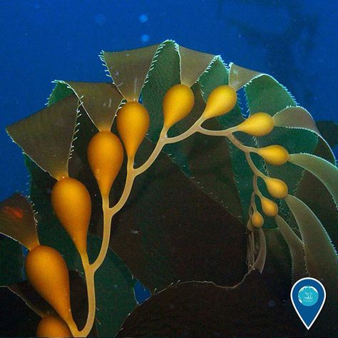 Kelp Photography, Underwater Algae, Sea Flowers Underwater, Bull Kelp, Ocean Plants Underwater, Underwater Kelp Forest, Ocean Plants, Underwater Plants, Jungle Mural