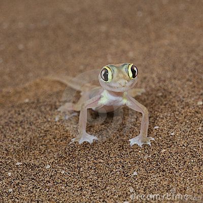 baby lizard :o)   Baby those eyes. Baby Lizard, Baby Lizards, Cute Lizard, Tortoise Turtle, All About Animals, Reptiles And Amphibians, Southern Africa, Wild Things, Lizards