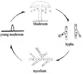 When you start with the cultivation of mushrooms at home, it is important to know about the lifecycle of the mushroom.To successfully cultivate your own mushrooms at home, it is necessary to have an insight into the lifecycle of the mushroom. To most people the mushroom exists of a stem and a cap. What these … Planting A Garden, Mushroom Identification, Mushroom Species, Self Sustaining, The Mushroom, Big Project, Survival Prepping, Life Cycle, Life Cycles