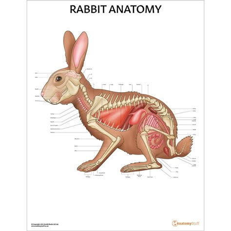 Veterinary Study, Rabbit Anatomy, Manga Layout, Anatomy Chart, Bunny Home, Anatomy Poster, Basic Anatomy, Bunny House, Animal Anatomy