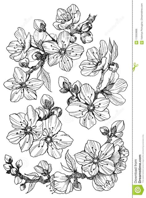 Almond Blossom Branch Isolated On White. Vintage Botanical Hand Drawn Illustration. Spring Flowers Of Apple Or Cherry Stock Vector - Illustration of design, foliage: 113553668 Apple Tree Flowers, Tree Branch Tattoo, Apple Tree Blossoms, Flower Tat, Almond Flower, Apple Flowers, Blossom Branch, Blossom Tattoo, Almond Blossom