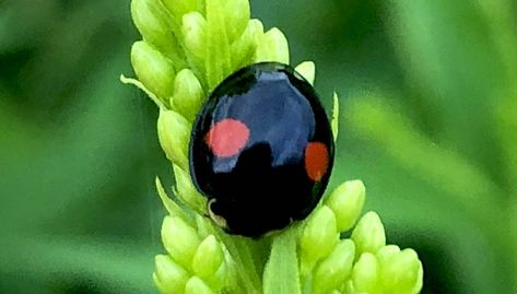 Black Ladybug Spiritual Meaning, Black Ladybug Meaning, Ladybug Spiritual Meaning, Ladybug Meaning, Circle Meaning, Meaning Symbols, Bird Meaning, Black Koi Fish, Yellow Ladybug