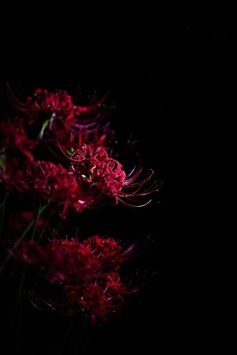 Diablo 4 Wallpaper, Tokyo Ghoul Flower, Lycoris Radiata, Spider Lilies, Red Spider Lily, Spider Lily, Space Phone Wallpaper, Red Spider, Abstract Wallpaper Design