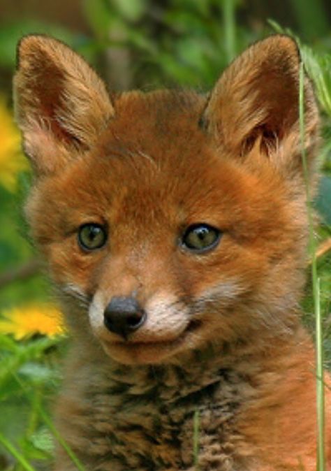 Ein wunderschöner kleiner Fuchs ! Fuchs Baby, Fantastic Fox, Wild Animals Photos, Fox Pictures, Dog Photograph, Pet Fox, Wild Dogs, Baby Fox, Baby Puppies