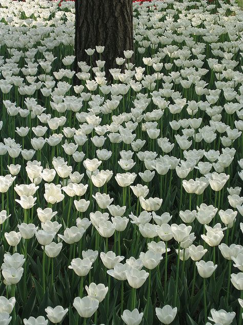 White tulips by Peter Hedinge Flower Wallpapers, Moon Garden, Have Inspiration, Colorful Roses, Bohol, White Tulips, White Gardens, Deco Floral, Wallpapers Hd