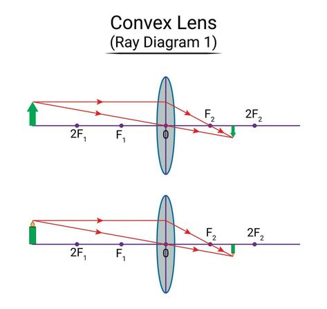 Convex Lens Ray Diagram 1 Reflex Action Diagram, Refraction Of Light Notes, Ray Optics Physics Formula, Reflection Refraction Absorption, Convex Lens Ray Diagram, Light Reflection And Refraction, Mirrors And Lenses, Concave Mirror, Convex Lens