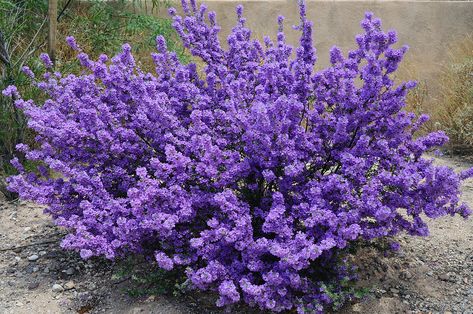 Side Courtyard, Purple Perennials, Sage Bush, Shaded Garden, Southwest House, Landscaping Shrubs, Cottage Flowers, Sage Plant, Purple Sage