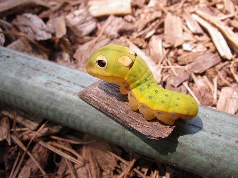 Caterpillar Spicebush Swallowtail Butterfly Caterpillar Drawing, Spicebush Swallowtail Butterfly, Swallowtail Caterpillar, Spicebush Swallowtail, Cool Bugs, High Road, Swallowtail Butterfly, Bugs And Insects, Beautiful Butterflies