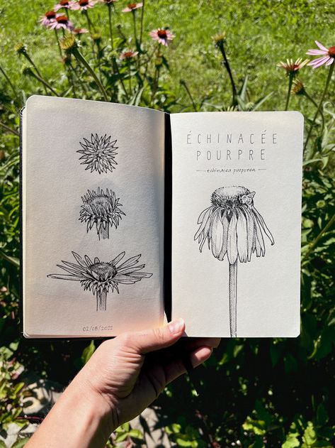 My project for course: Illustrated Diary: Fill Your Sketchbook with Experiences | Domestika Illustrated Diary, Sketching For Beginners, Herbs And Their Uses, Foam Printing, Sketch Book Inspiration, Fill Your Sketchbook, Watercolour Sketchbook, Art Cottage, Sketchbook Drawings