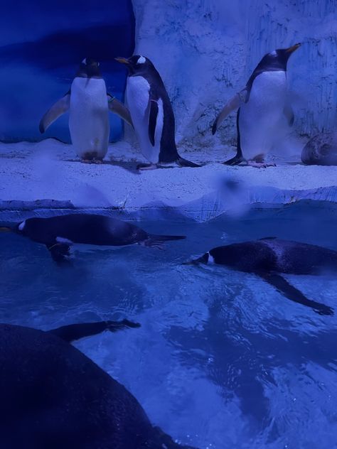 Penguin Aesthetic, Light Shoot, Ocean Vibes, Marine Biology, Wild Dogs, Circle Of Life, Sea Animals, Marine Life, Big Cats