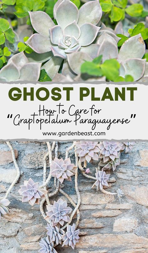 Of all succulents, Ghost Plants are among the easiest to grow, even by novice growers. They can survive anything from damaged stems to not being watered for a long time, and even frost. So, if you are looking for a succulent that’s forgiving and won’t mind the occasional neglect, Ghost Plant is a perfect choice | ghost plant succulents care | ghost plant propagation | Graptopetalum paraguayense  #indoorsucculents #ghostplantcare Ghost With Plant, Ghost And Plants, Ghost Succulent, How To Propagate Pearl Succulents, Succulent Growing, Ghost Plant Succulents, Philodendron Florida Ghost, Succulents Care, Different Types Of Succulents